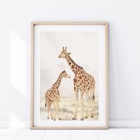 Plakát Safari - Žirafy P346